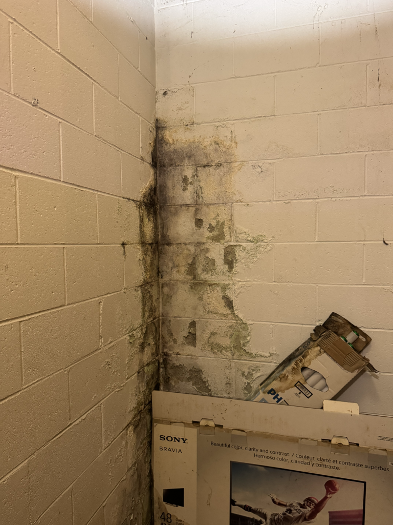 Mold forming on a cinderblock basement wall due to water intrusion from the exterior in Fountain Inn North Carolina.